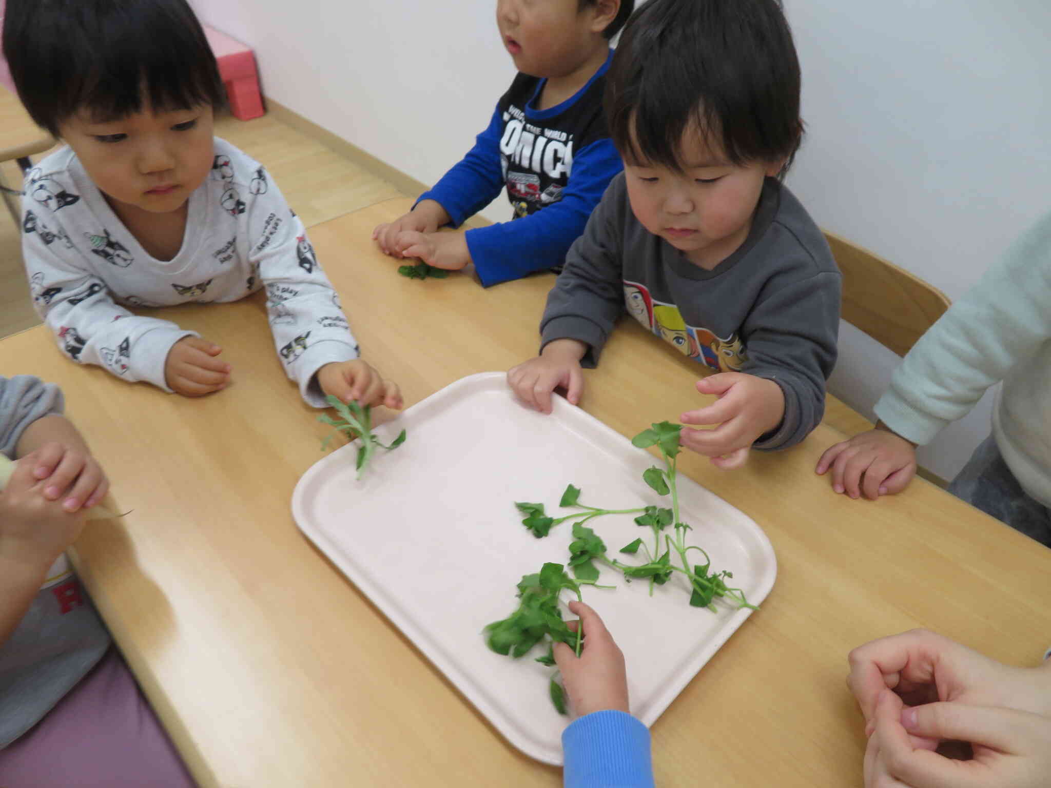 １月７日　食育「春の七草」☆