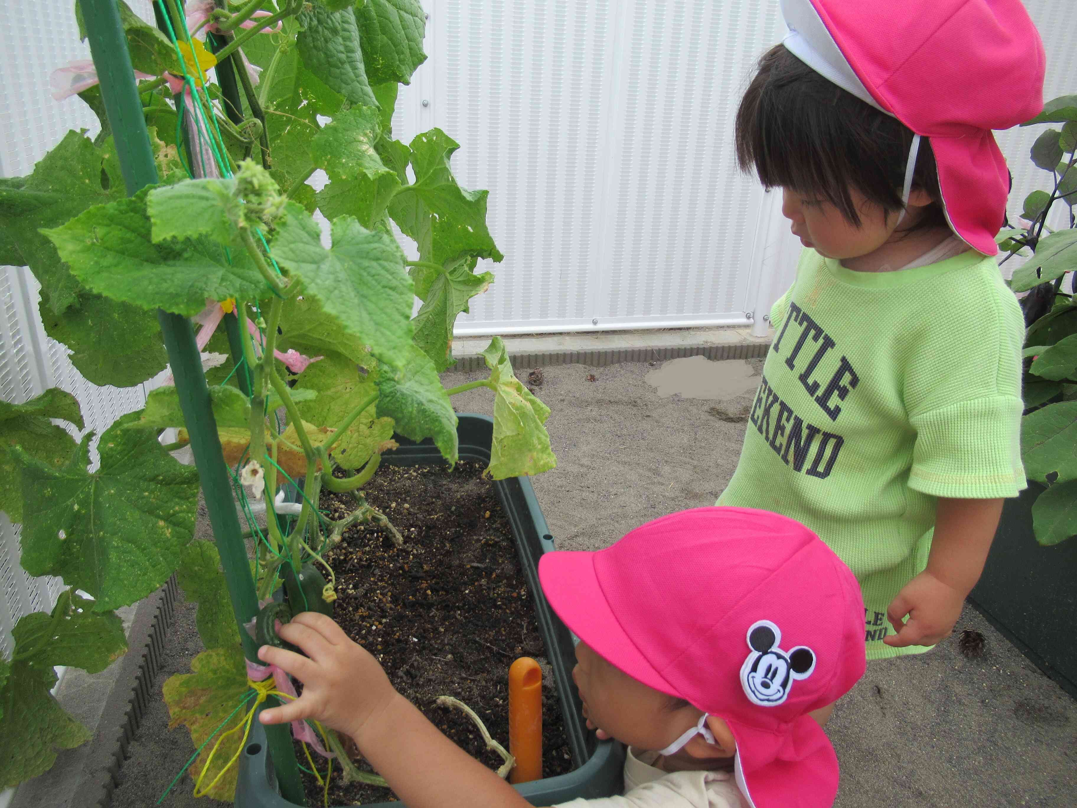 野菜、大きくなってるかな？