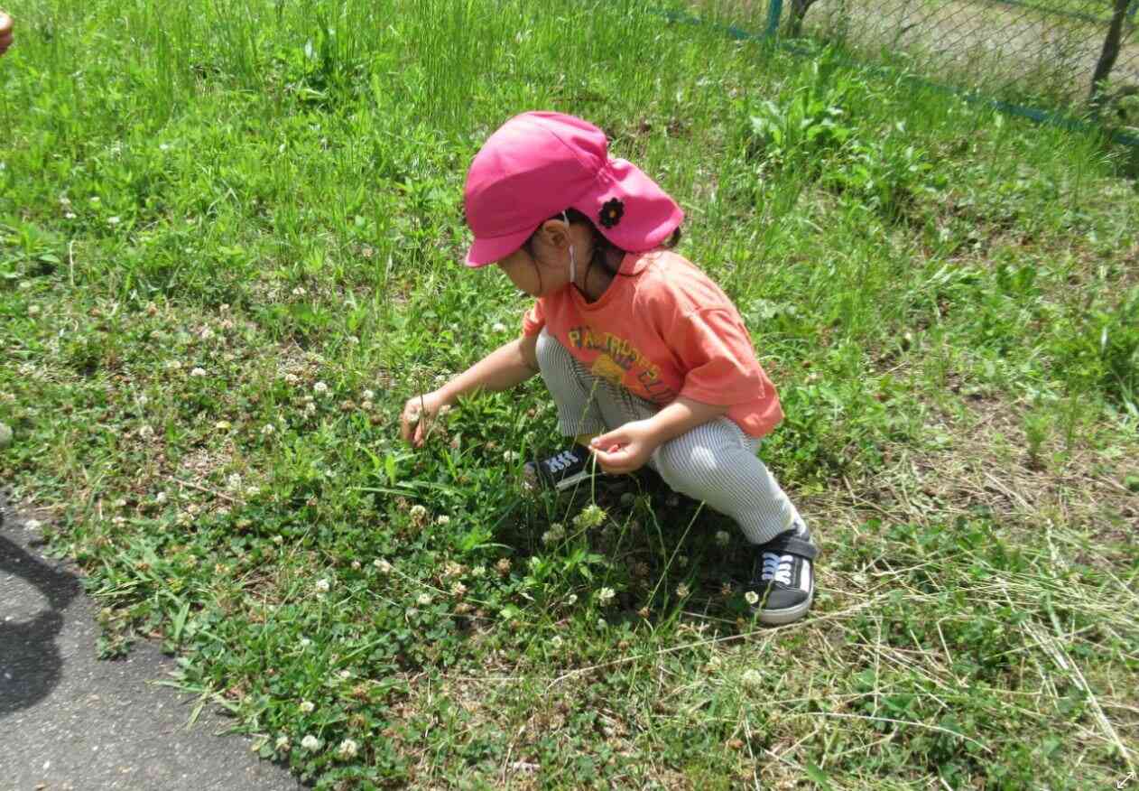 シロツメクサ見つけたよ♪