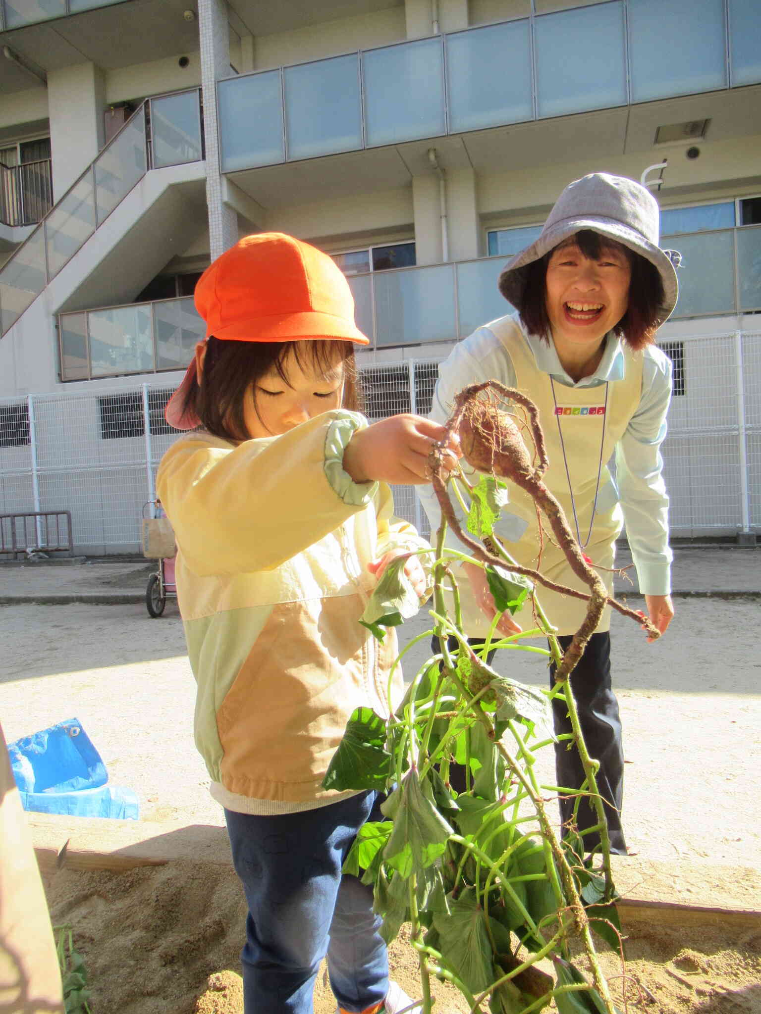 芋ほり