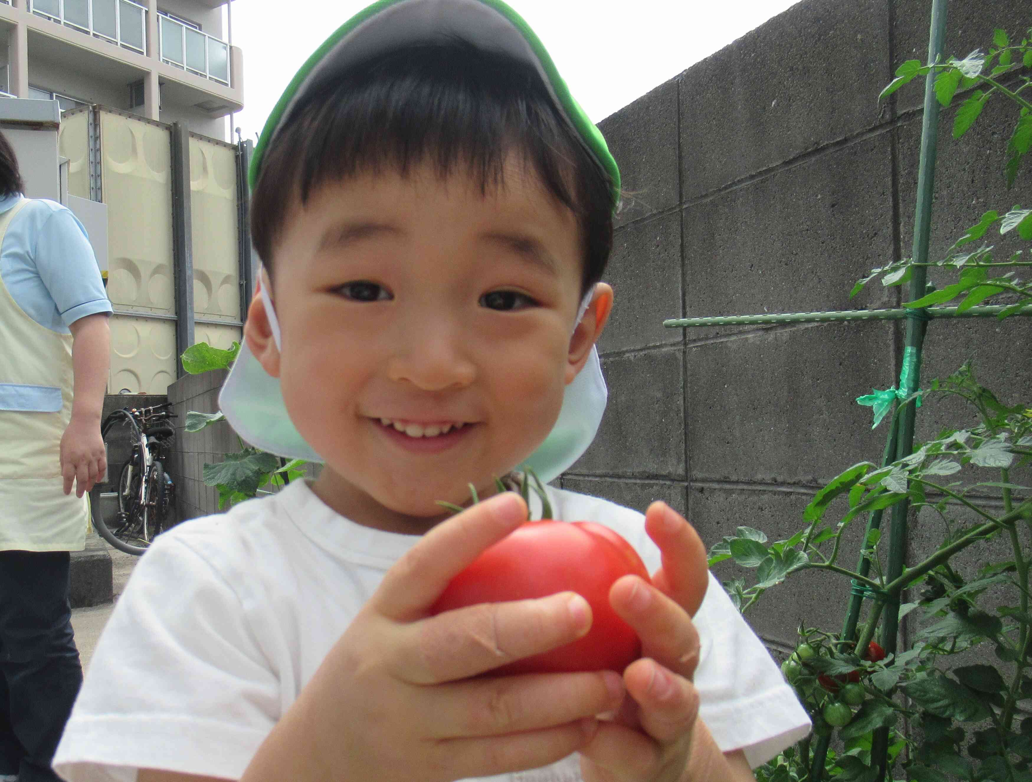 みんなで育てている夏野菜が収穫の時期になりました。大きくて真っ赤なトマト、おいしそうだね