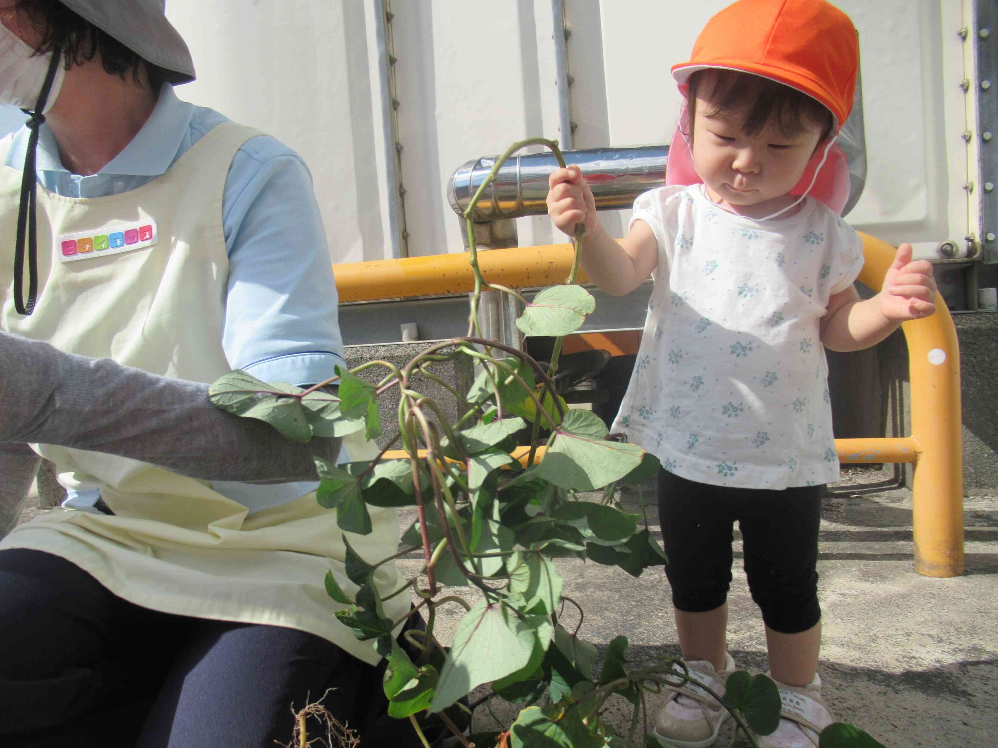 おいものつるや葉っぱにも興味津々のあひる組（１歳児）Yちゃん。