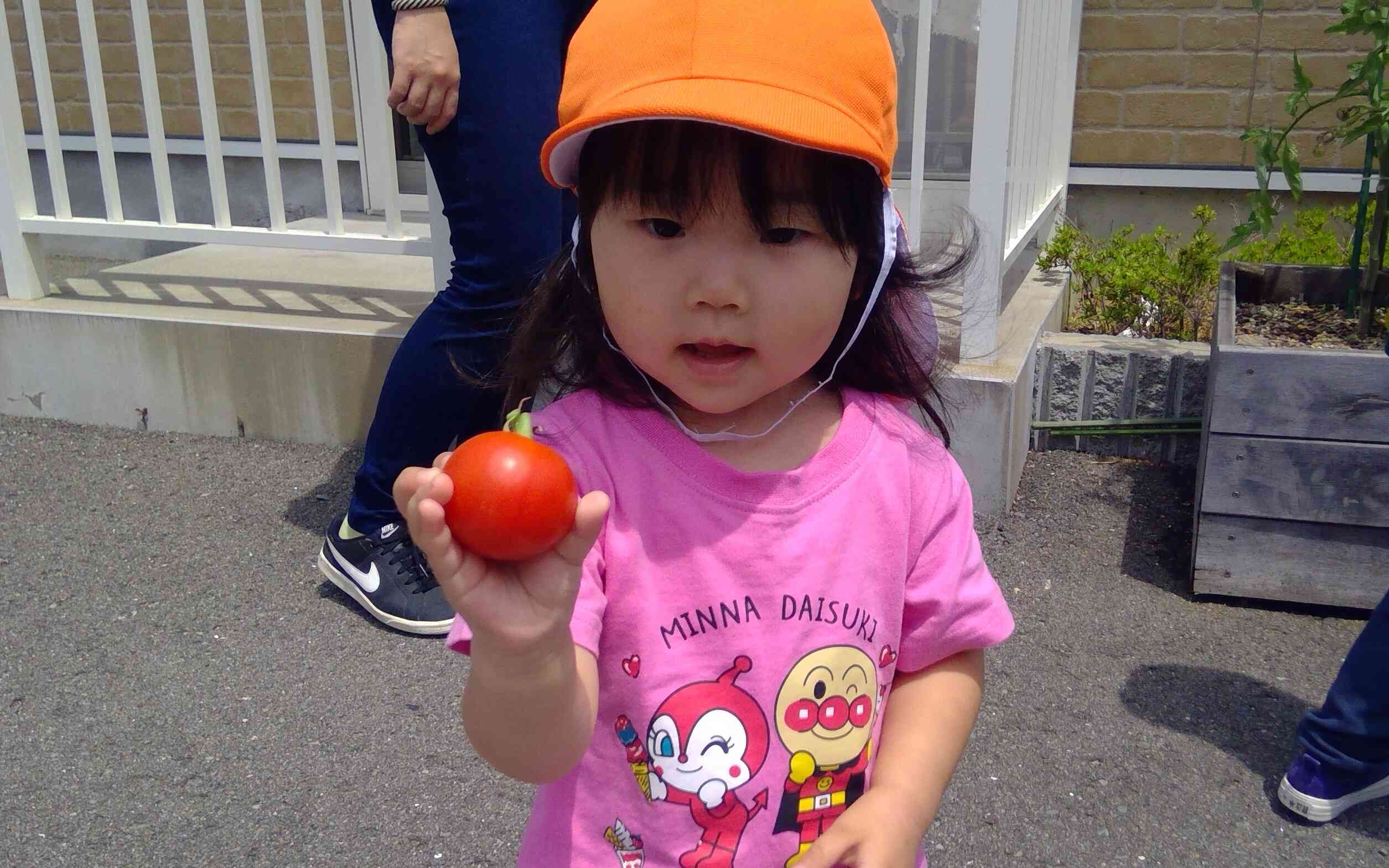 大きなトマトを収穫！