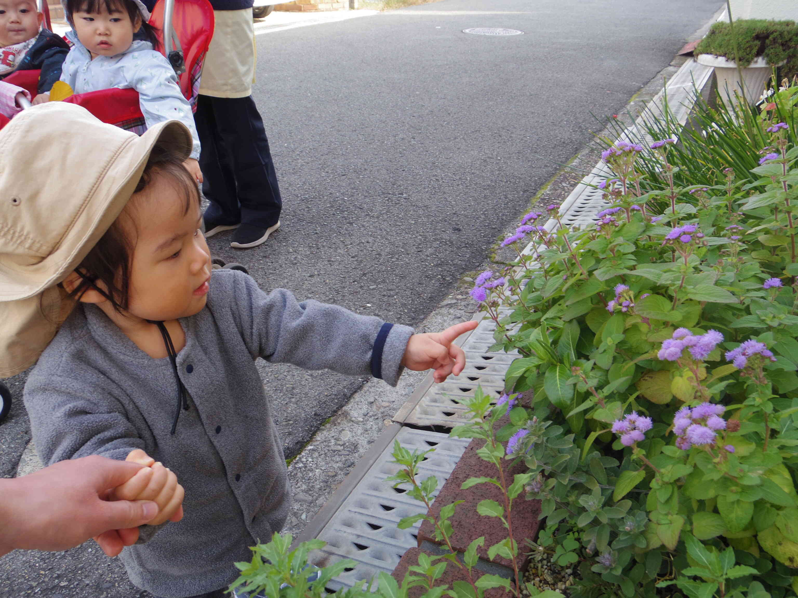 かわいいお花あったよ！