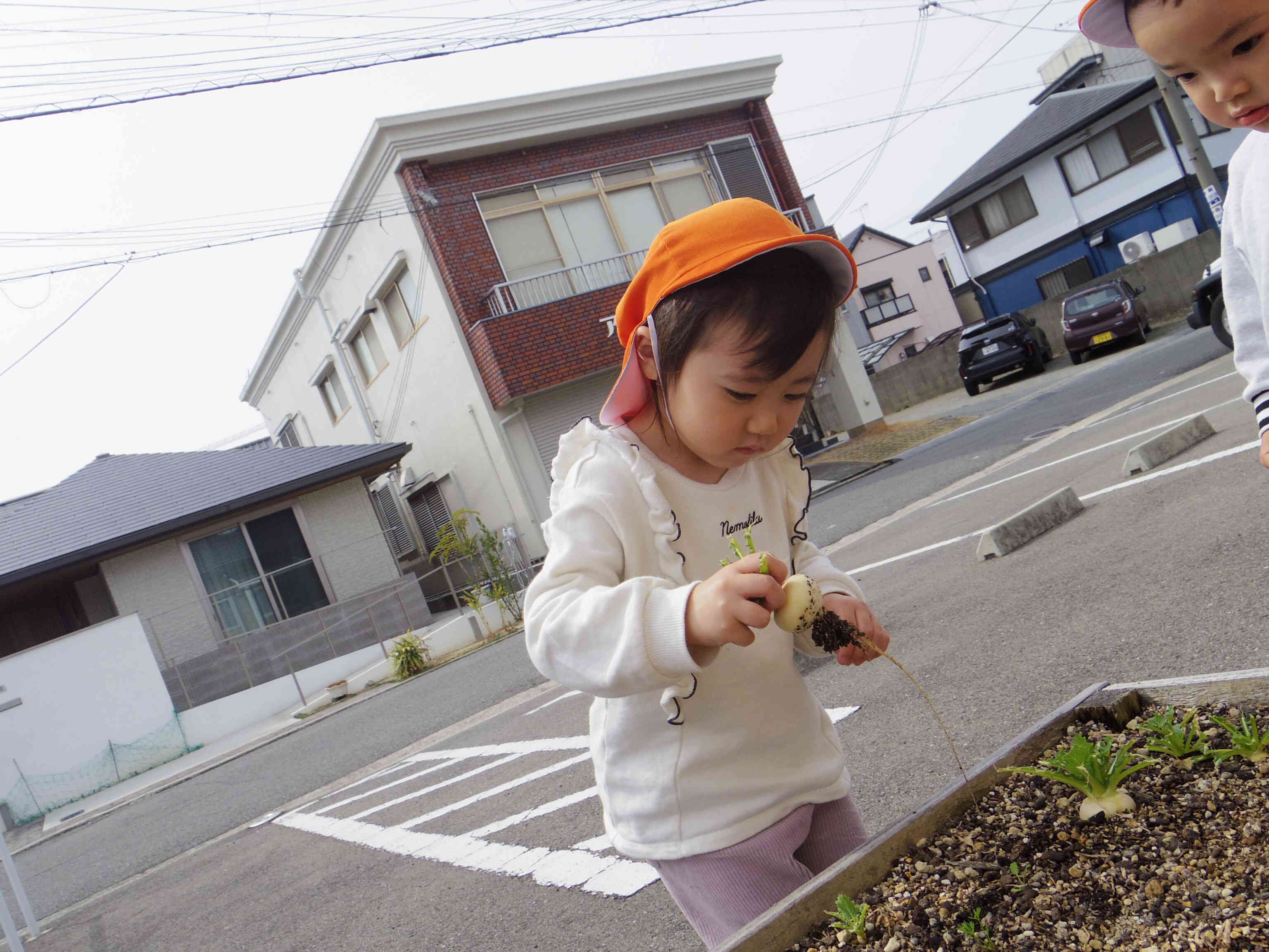 育てたカブを収穫したよ