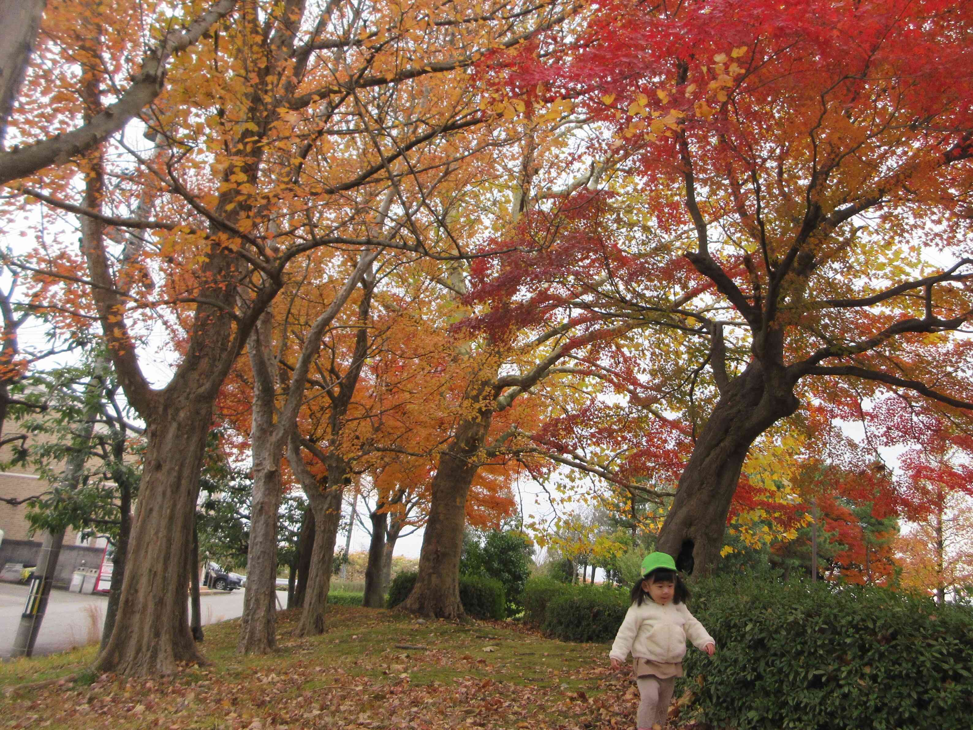 紅葉のトンネル、発見！