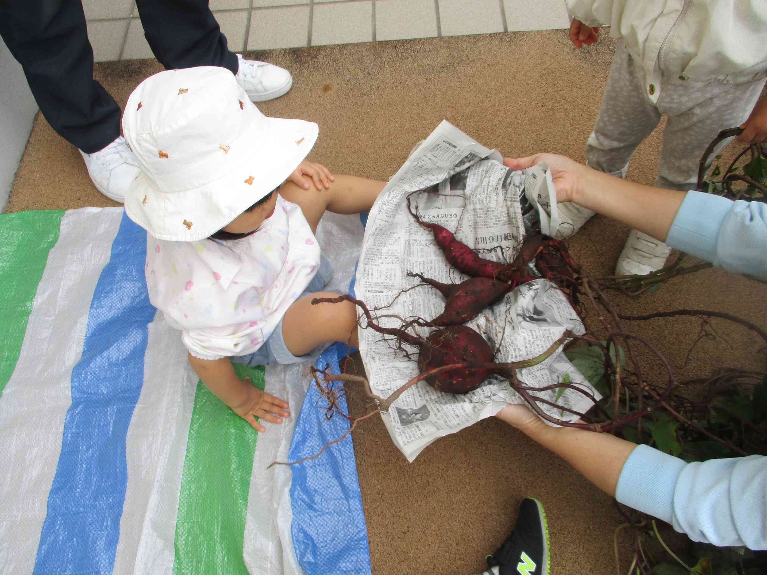 大きなお芋がたくさん取れました。