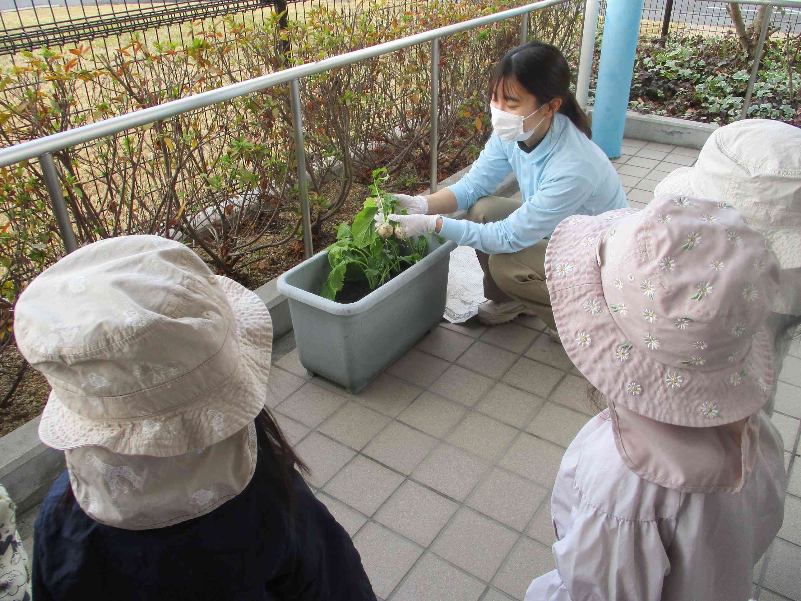 冬野菜