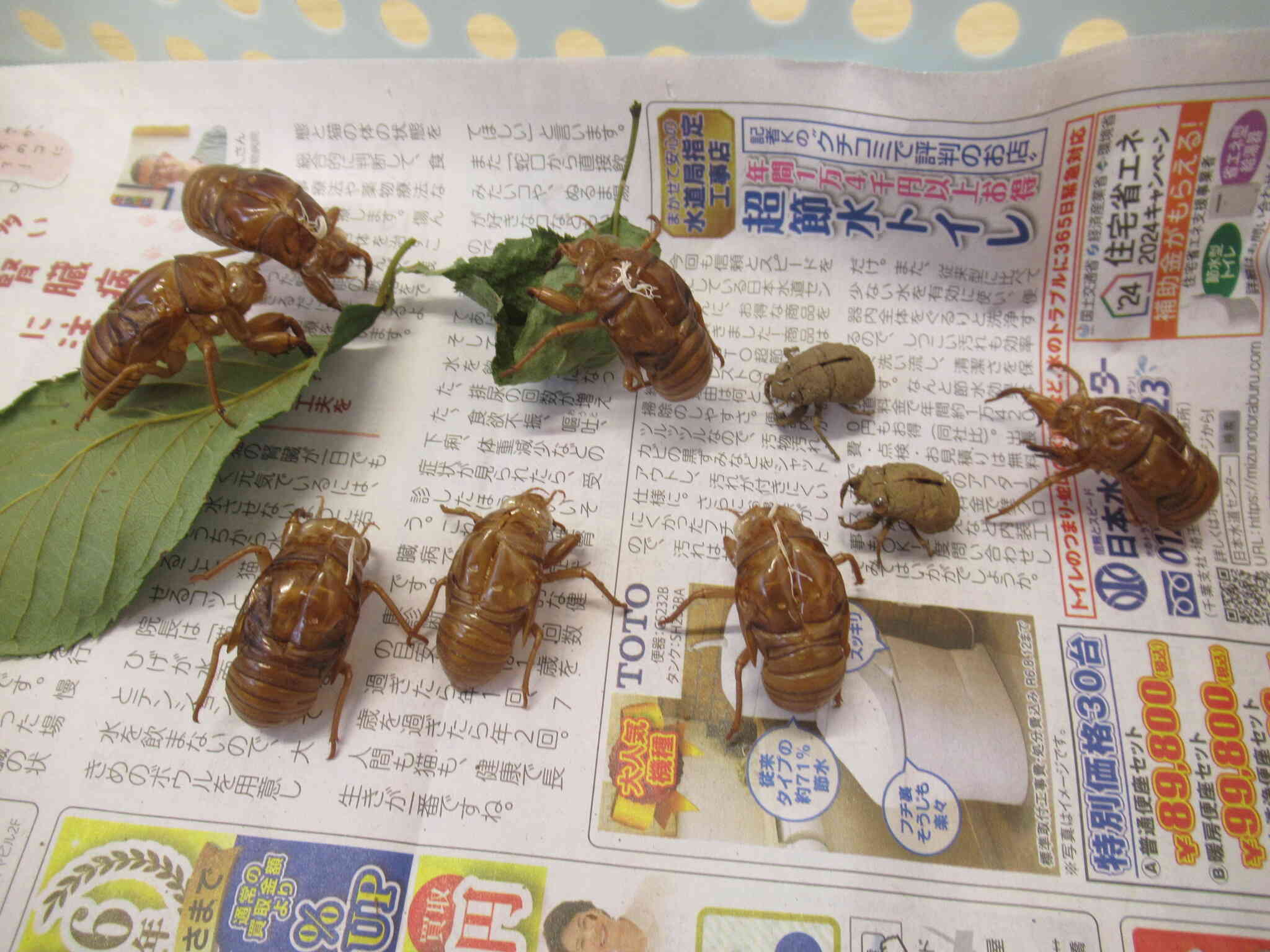 うじょ・・うじょ・・