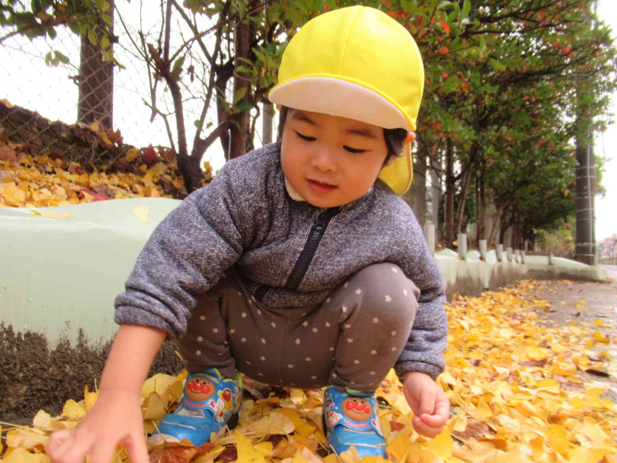 黄色い葉っぱがいっぱーい♪