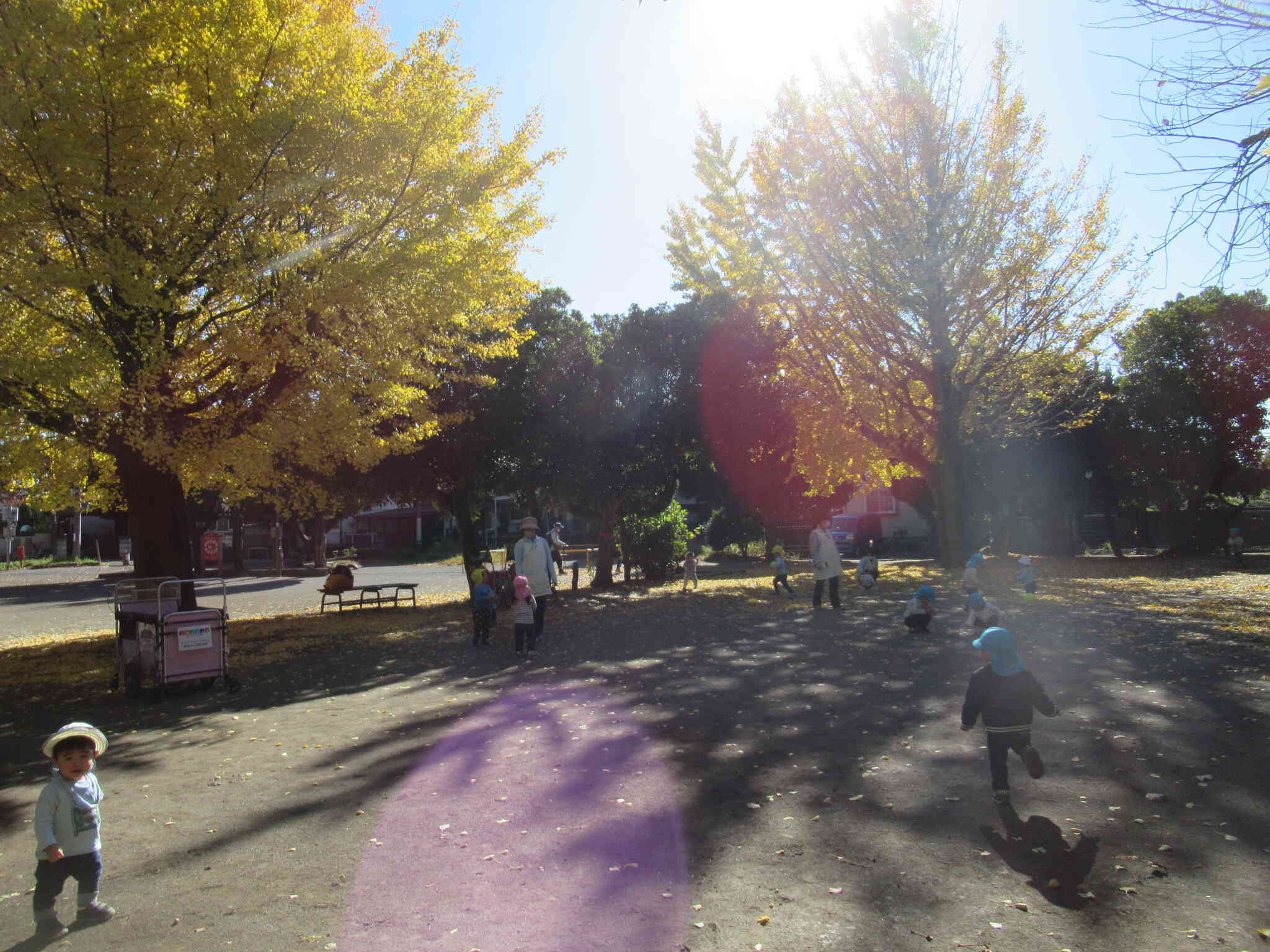 公園でイチョウの葉っぱ遊び！！(全クラス)