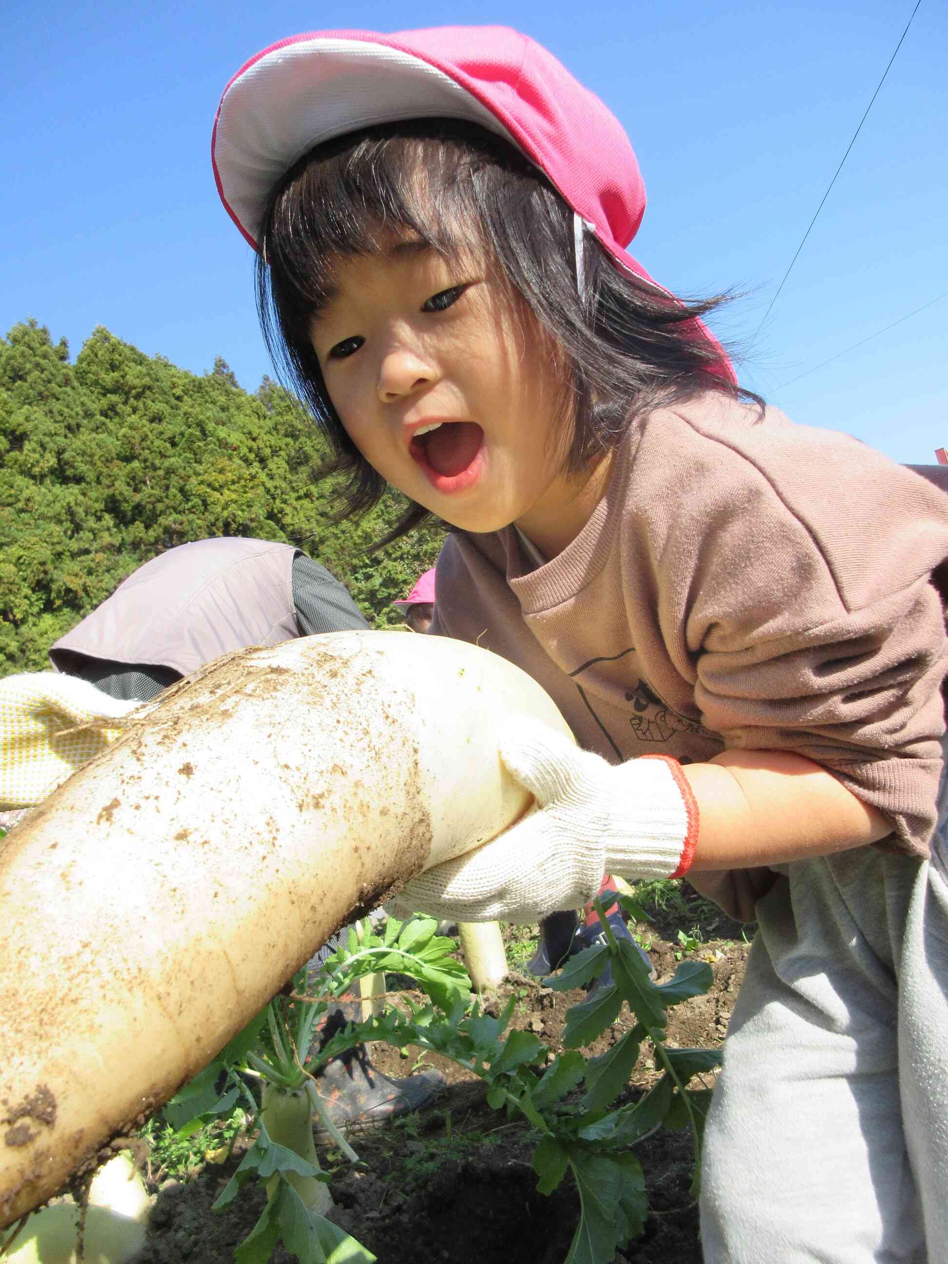 大根掘り