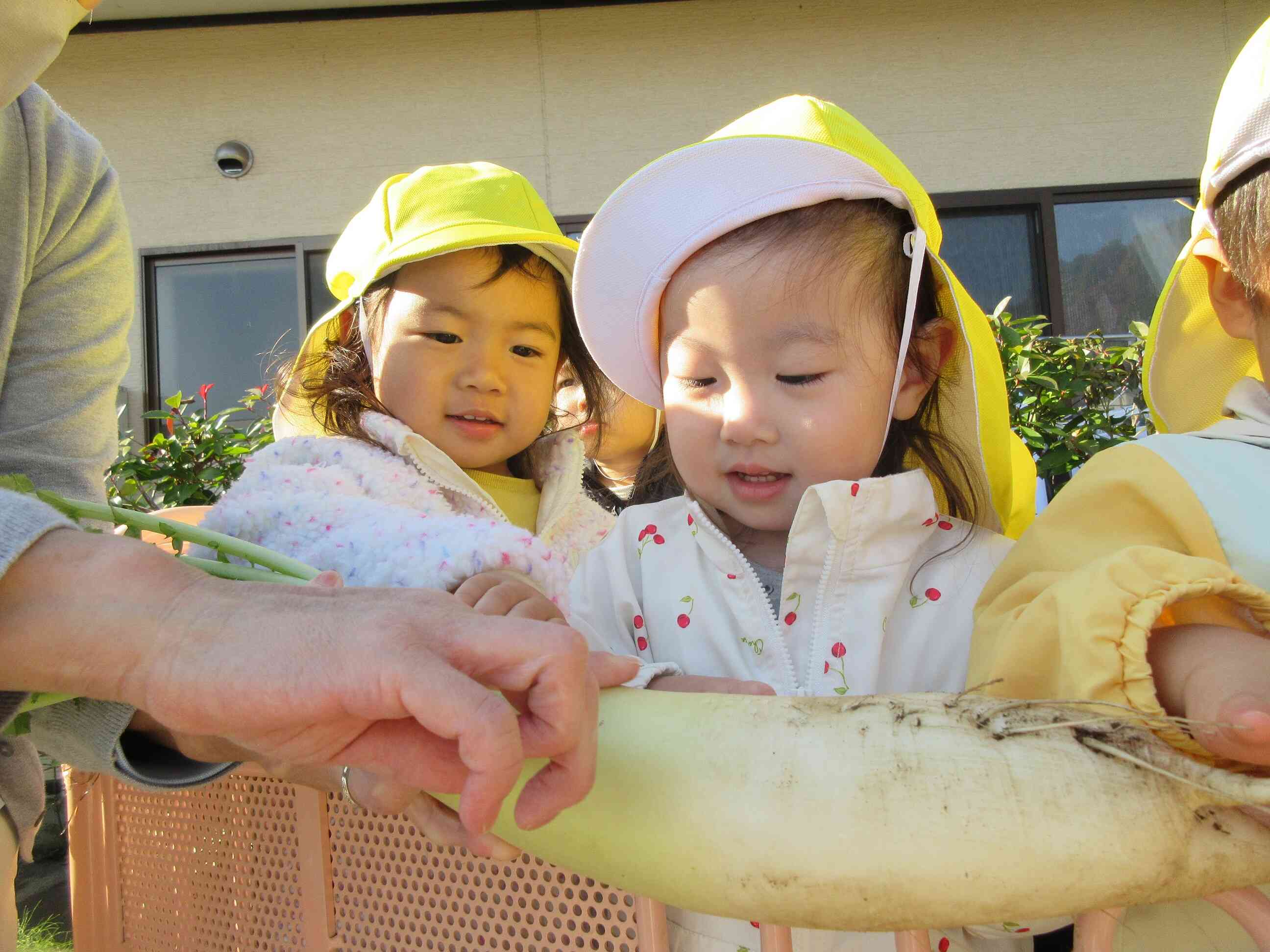 大根の表面ってツルツルしているんだね…