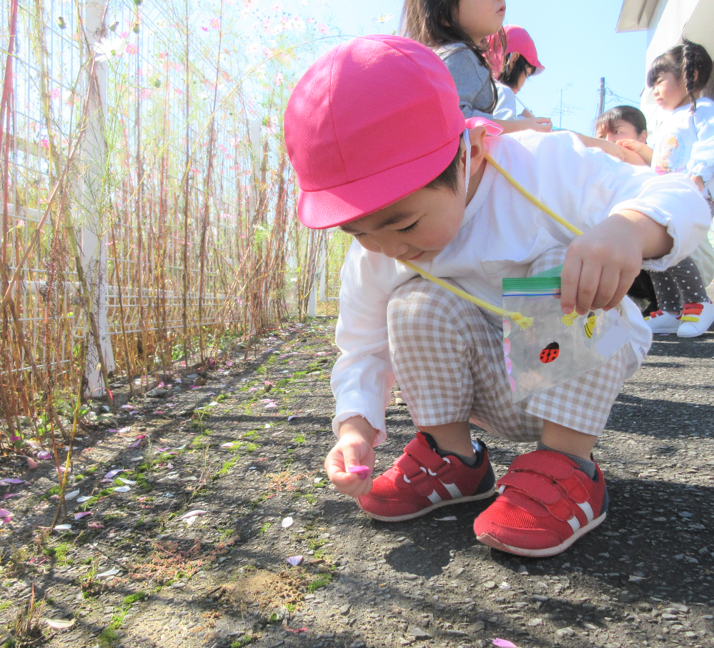 コスモスの花びら拾いを楽しみました。