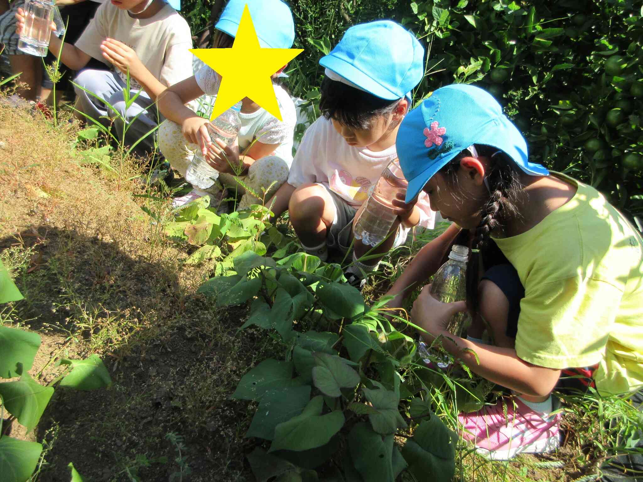 5歳児　きりん組　さつま芋の水やり