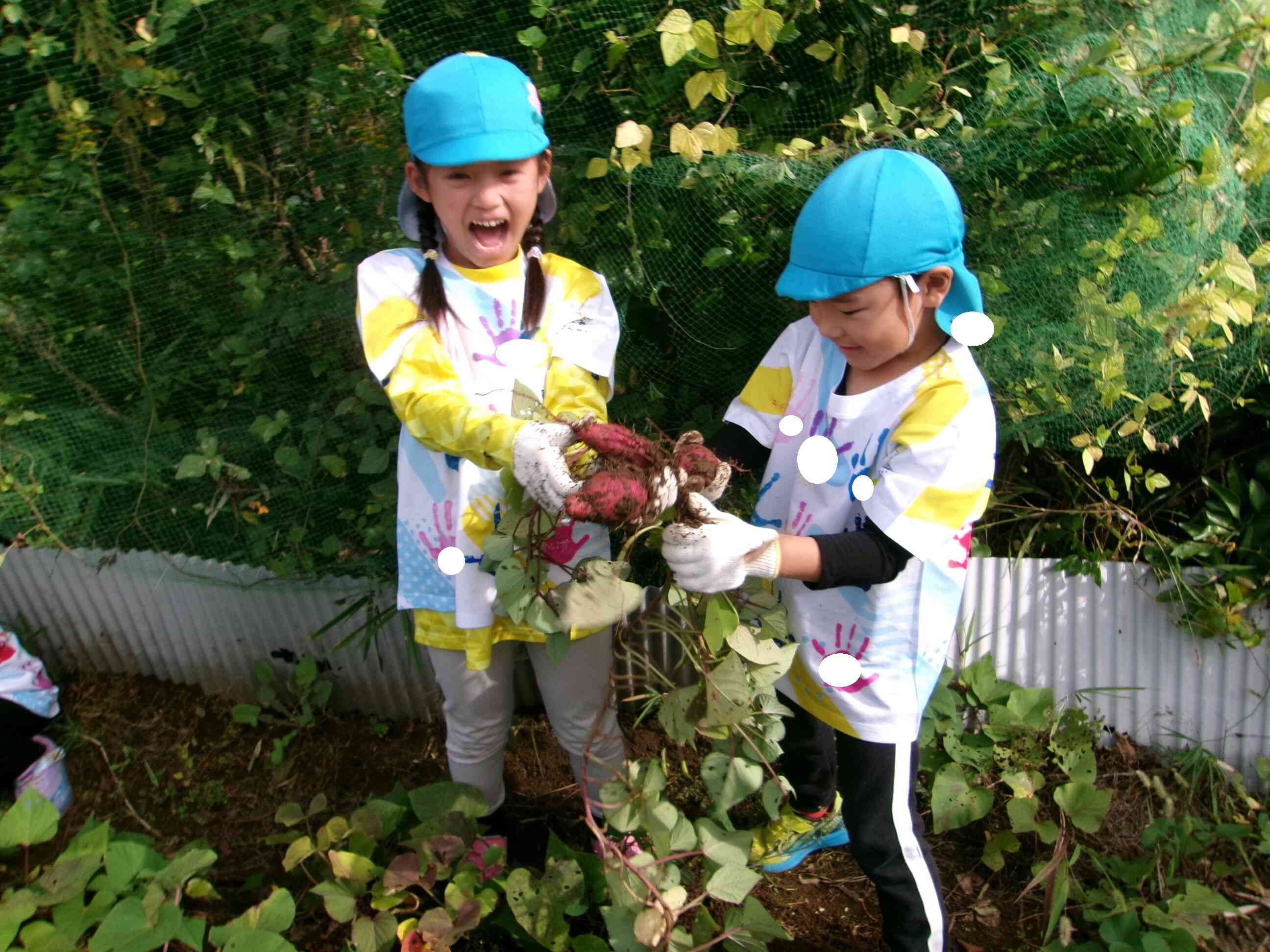 5歳児　きりん組　お芋掘り