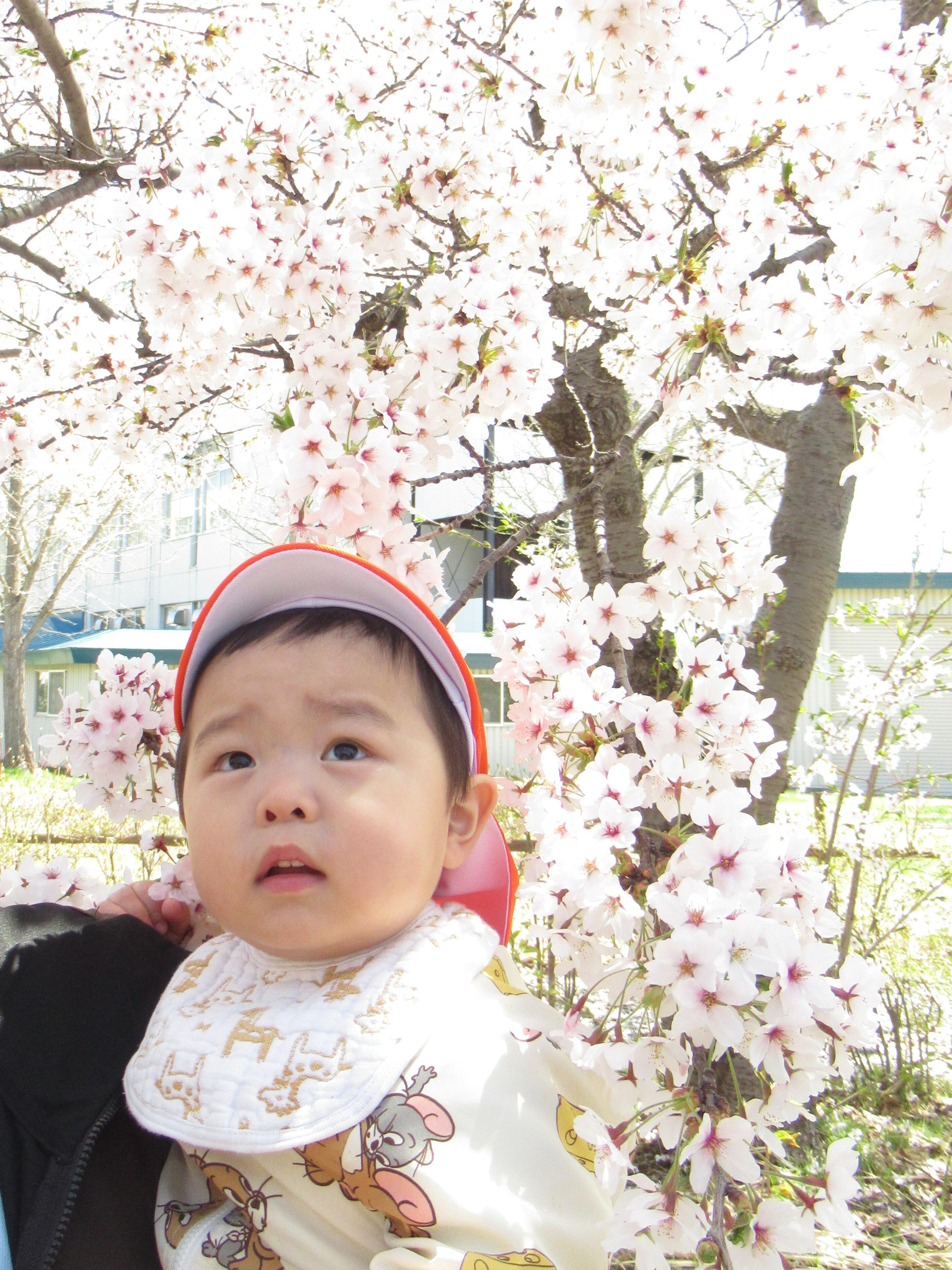 きれいな桜のお花見会