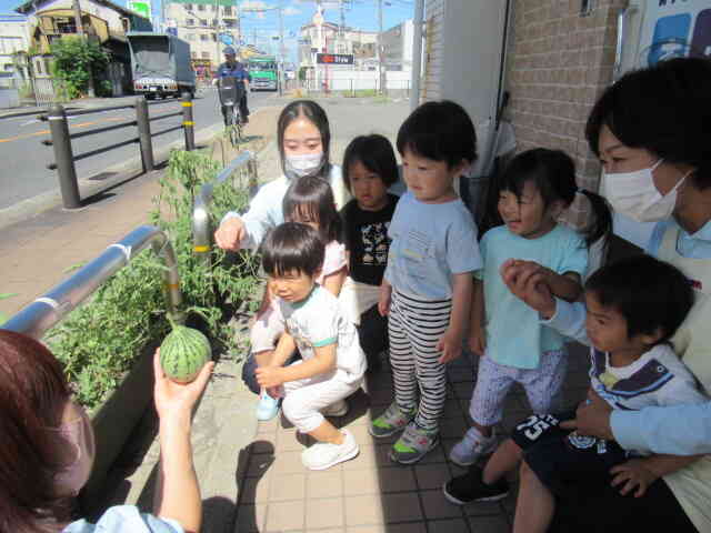 うさぎ組さんが毎日水やりをしてくれたミニすいかを収穫しました。