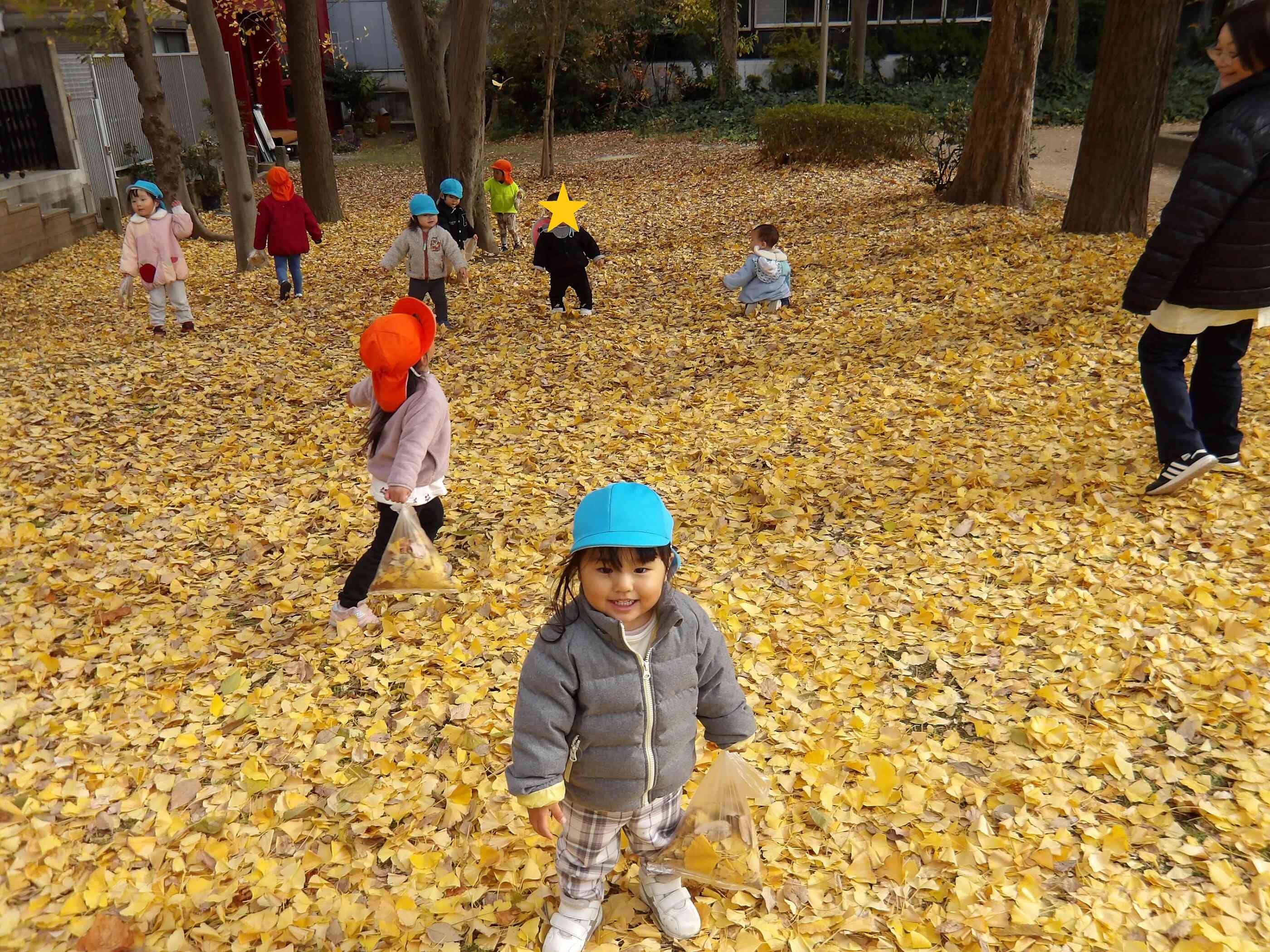 イチョウの葉を拾いに行こう！