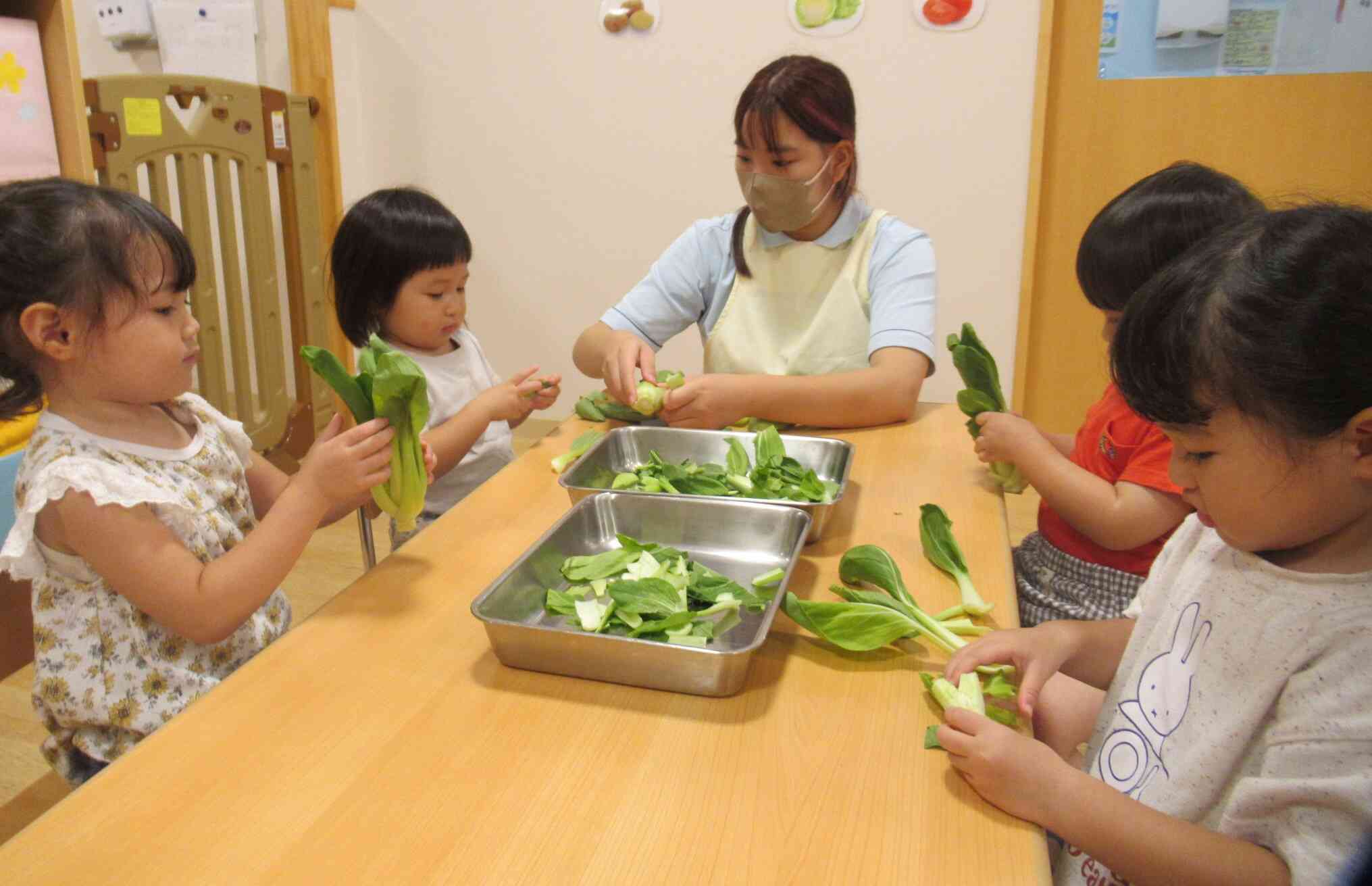 みんなでチンゲン菜をちぎったよ！