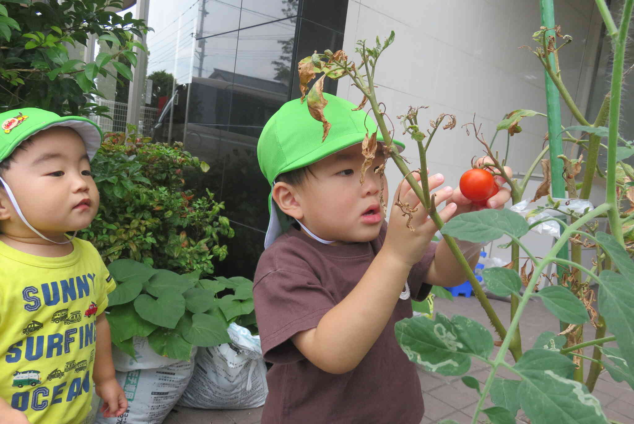 野菜の収穫～2歳児～