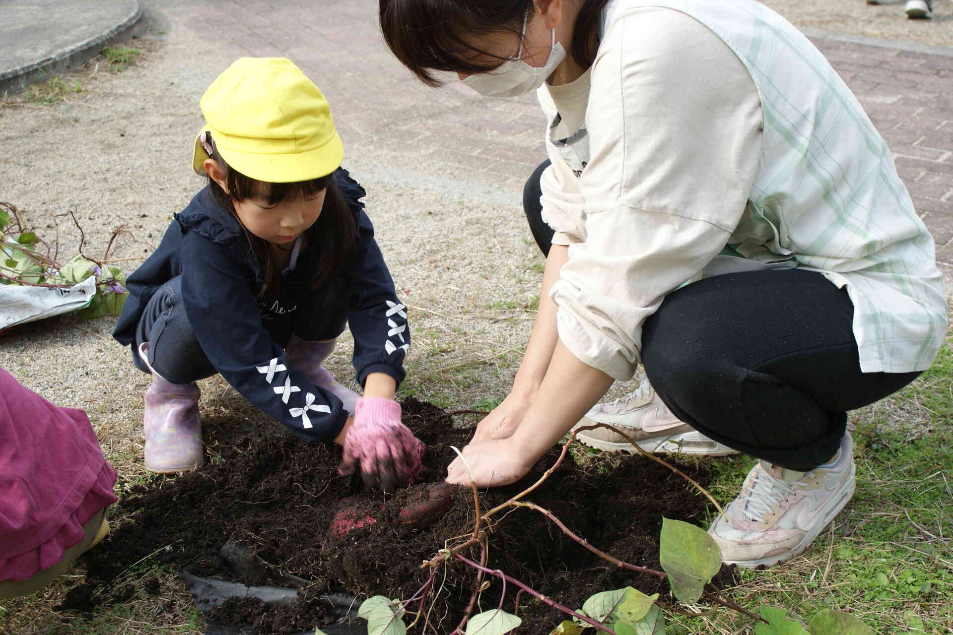 肥料袋の中のさつまいもどうなっているのかな？